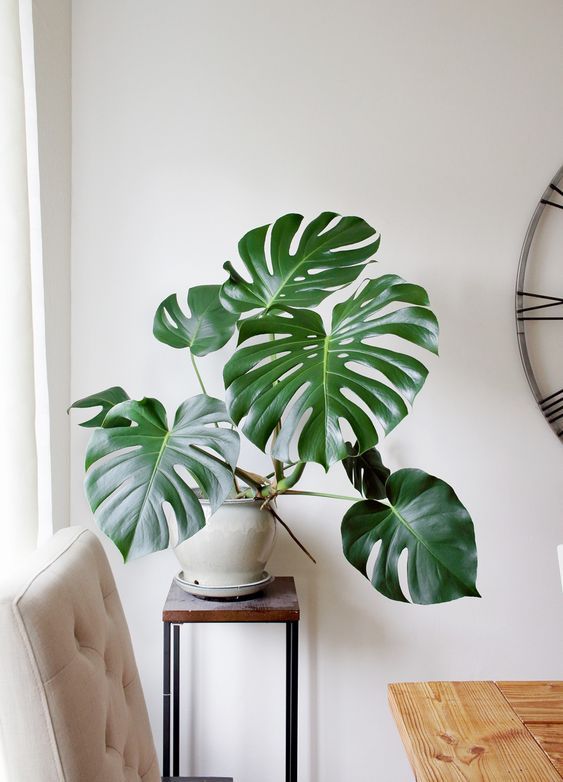 CÂY MONSTERA