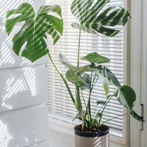 CÂY MONSTERA