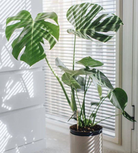 CÂY MONSTERA